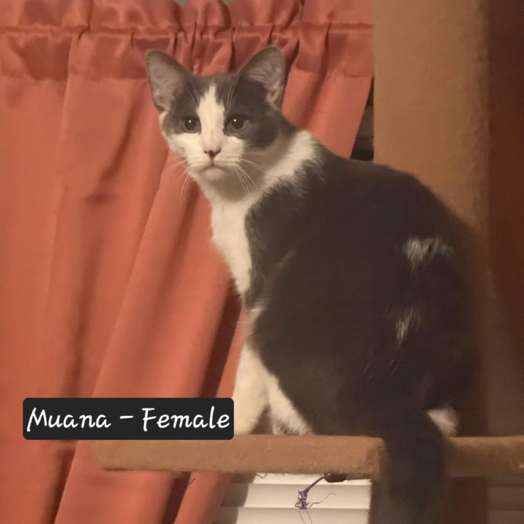 Enlarge Muana, a Adoptable Domestic Short Hair in Ringtown, PA image 1/1