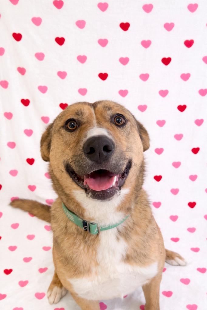 Dory, a Adoptable German Shepherd Dog in Brookings, OR image 4/4