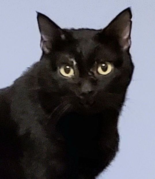 Blushy Panther photo 4