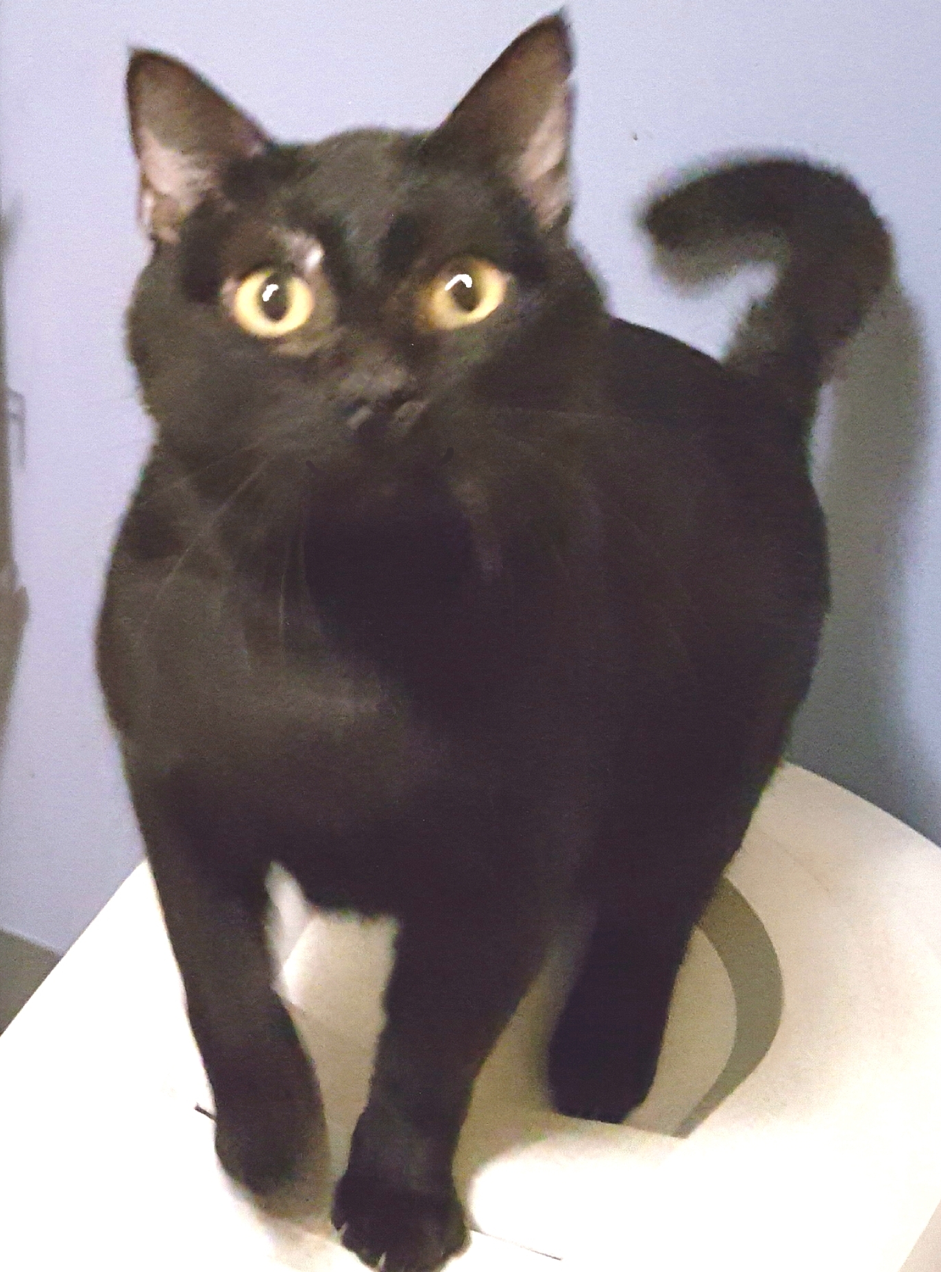 Blushy Panther photo 2