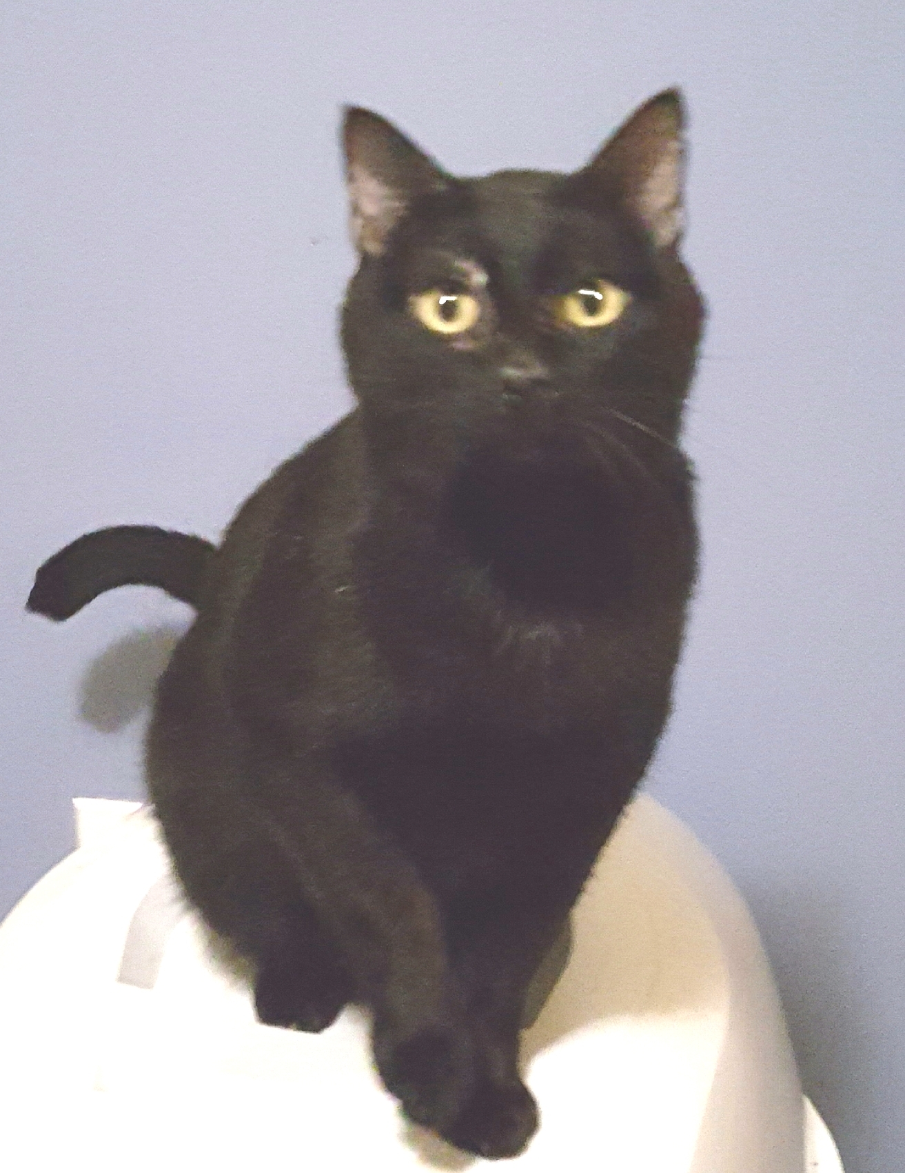 Blushy Panther photo 3