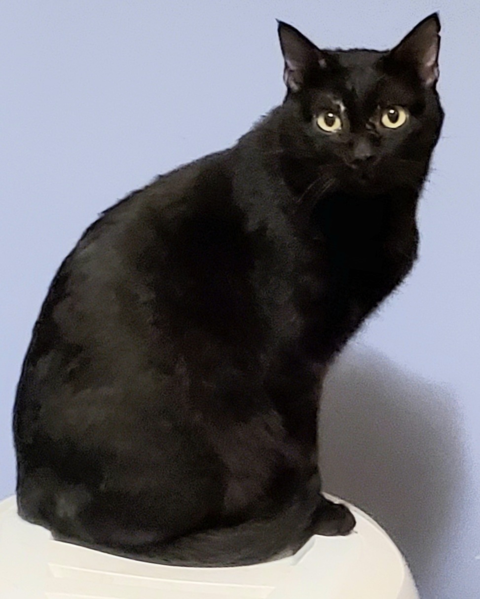 Blushy Panther photo 5