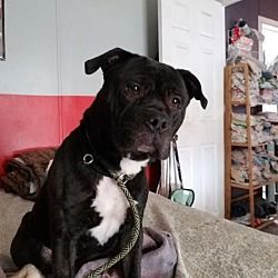 Enlarge Michonne, a Adoptable mixed breed in Huntington, IN image 4/6