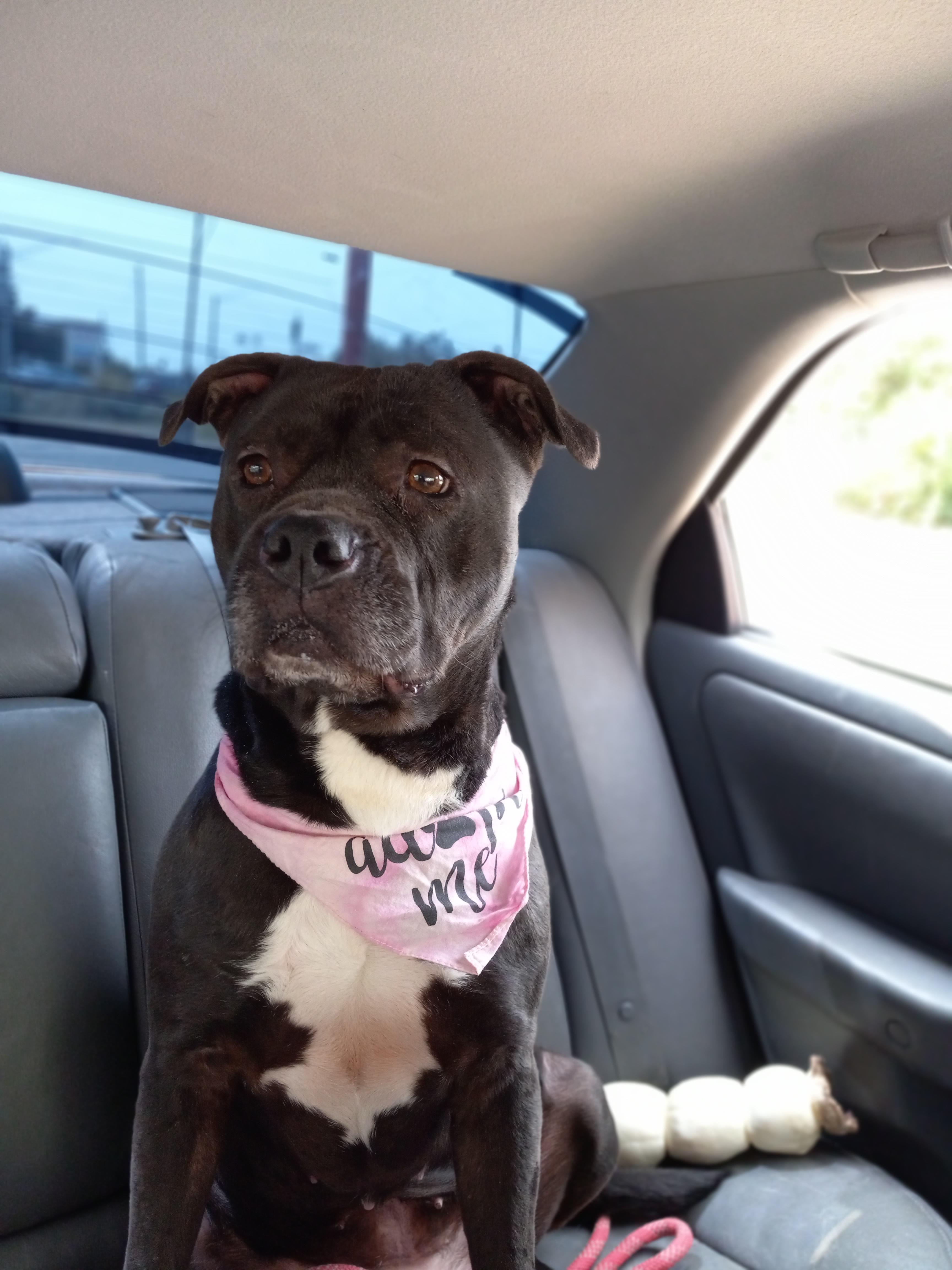 Enlarge Michonne, a Adoptable mixed breed in Huntington, IN image 1/6