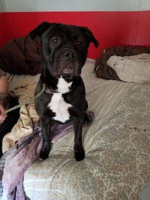 Enlarge Michonne, a Adoptable mixed breed in Huntington, IN image 5/6