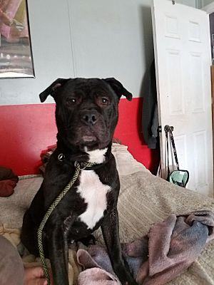 Enlarge Michonne, a Adoptable mixed breed in Huntington, IN image 6/6