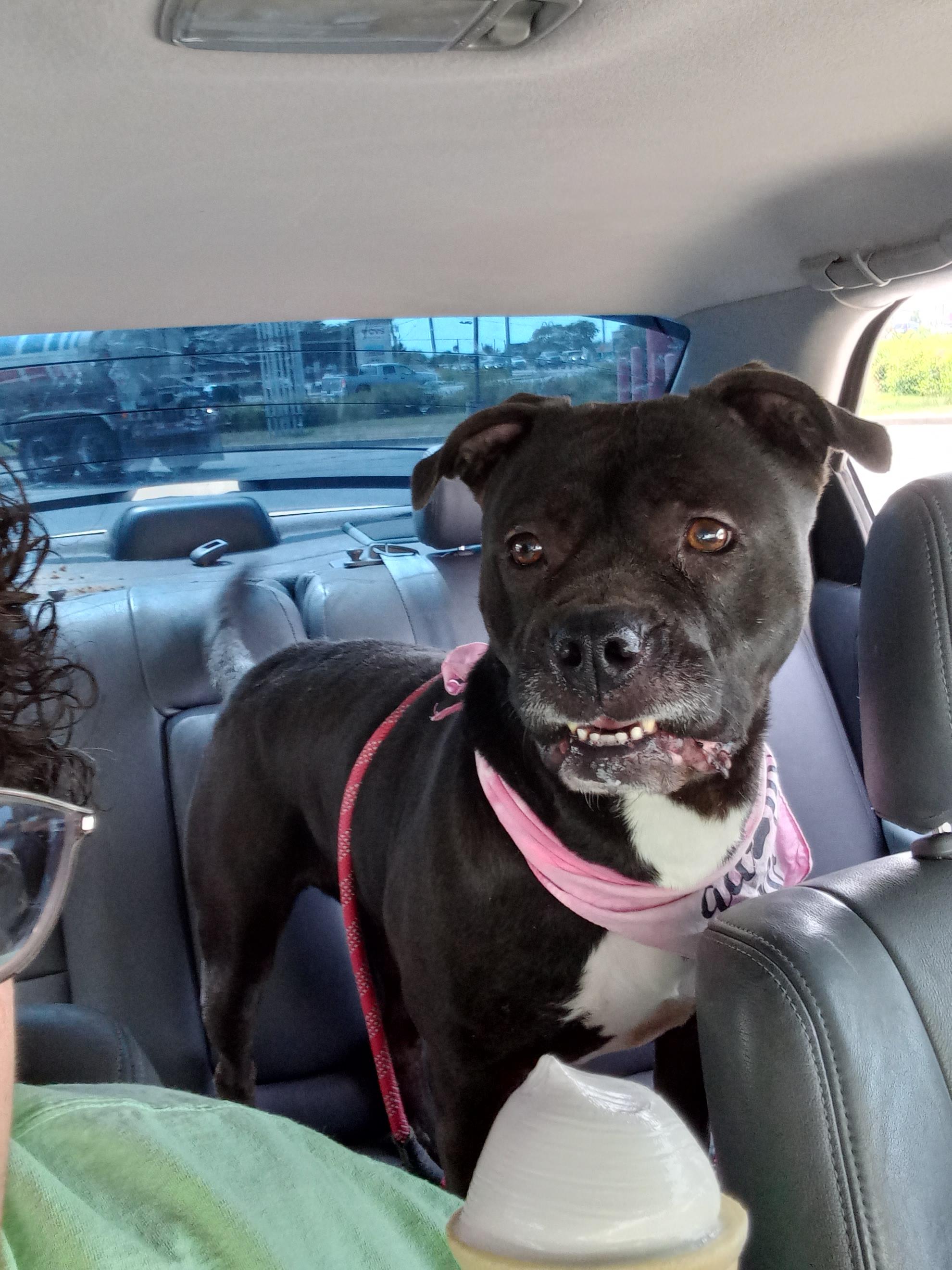 Enlarge Michonne, a Adoptable mixed breed in Huntington, IN image 2/6