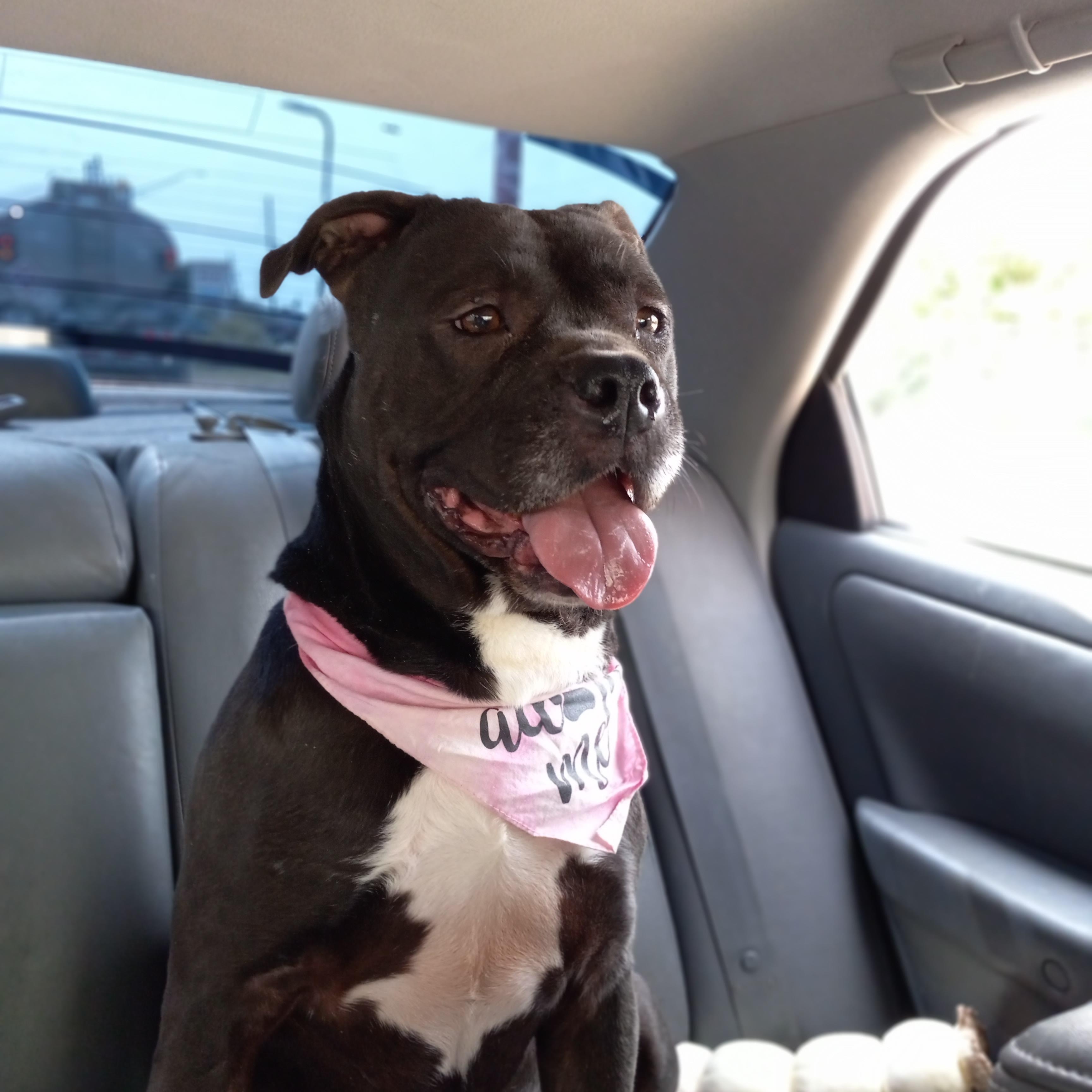 Enlarge Michonne, a Adoptable mixed breed in Huntington, IN image 3/6