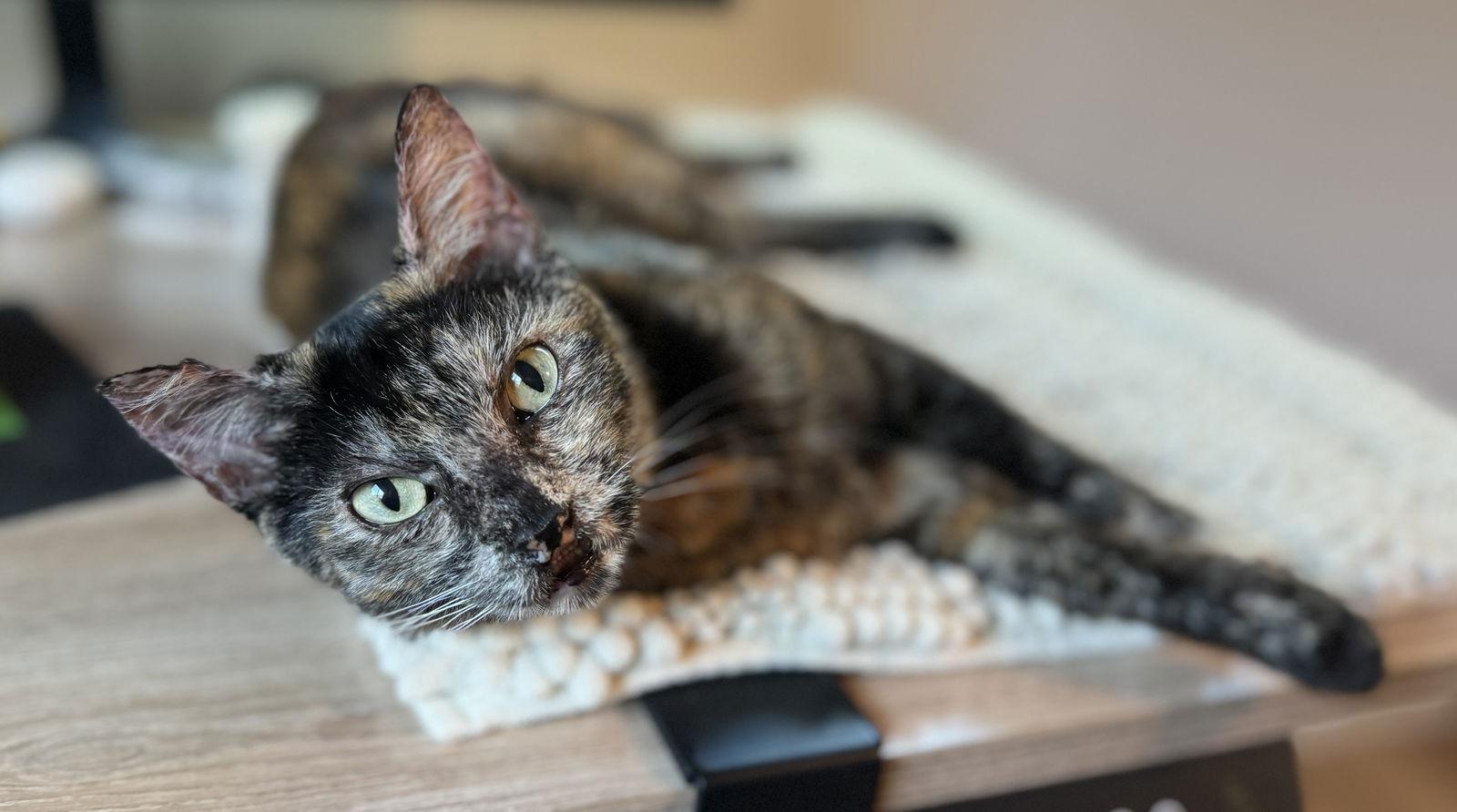Torta - Tortie Girl, Adoptable, Adult Female Tortoiseshell & Domestic Short Hair.