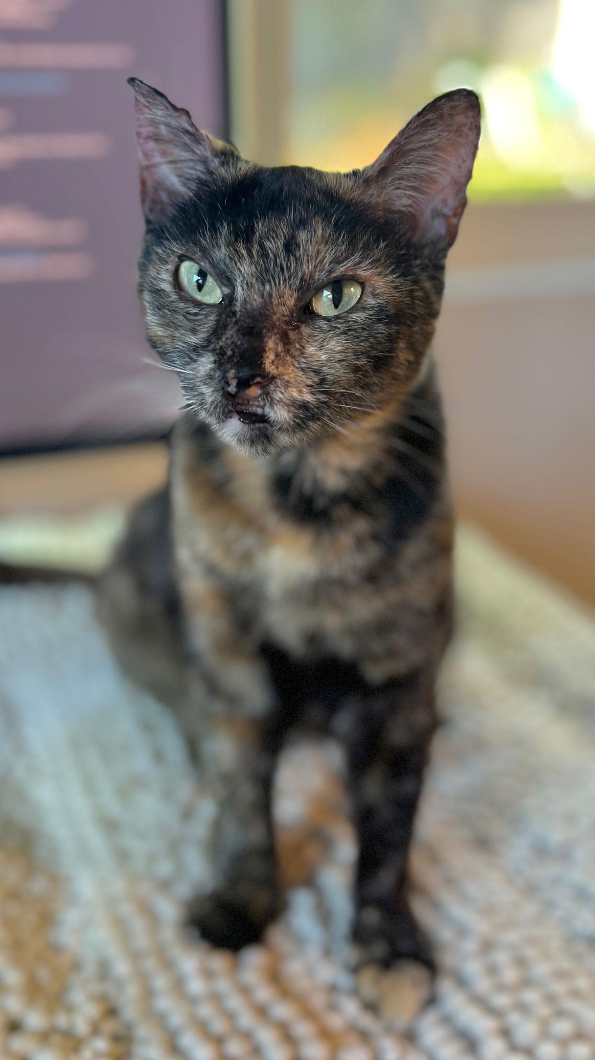 Enlarge Torta - Tortie Girl, a Adoptable mixed breed in San Luis Obispo, CA image 1/1