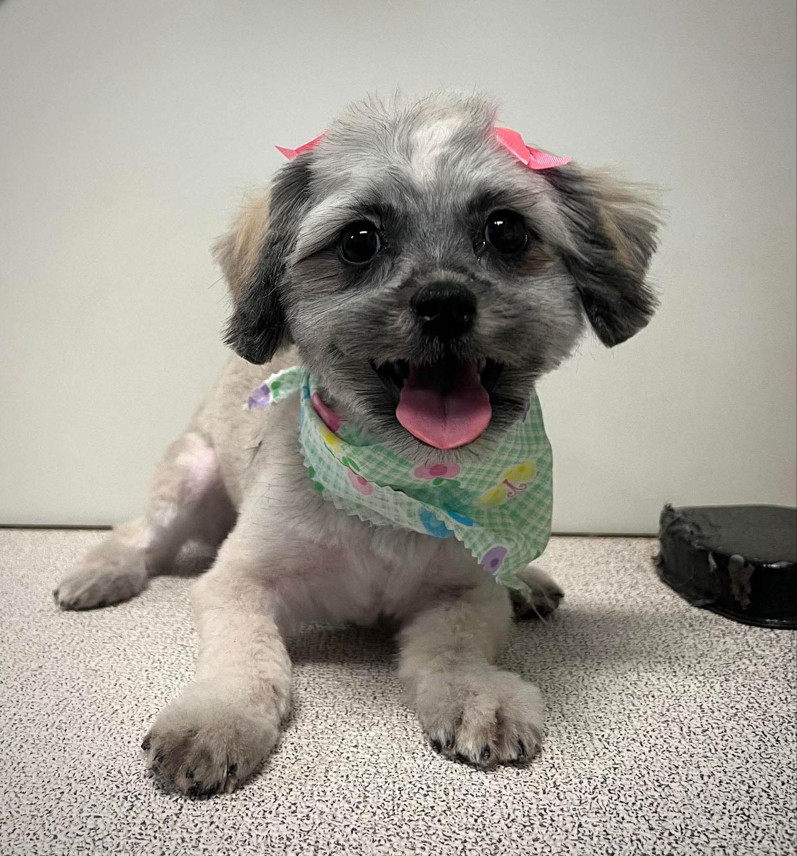 Enlarge Willow, a Adopted mixed breed in Brandon, SD image 1/1