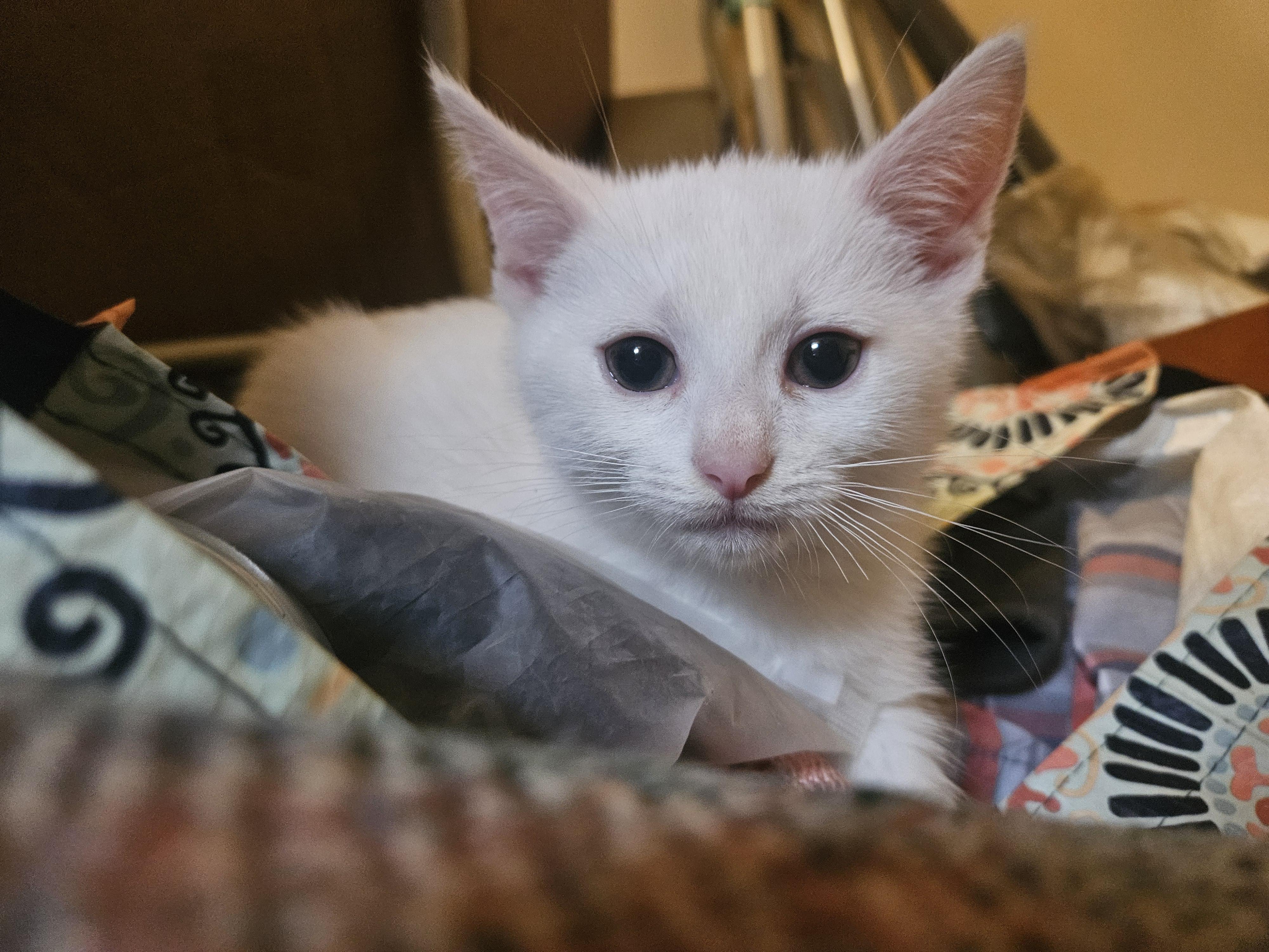 Enlarge Levi, a Adoptable mixed breed in Claridge, PA image 4/6