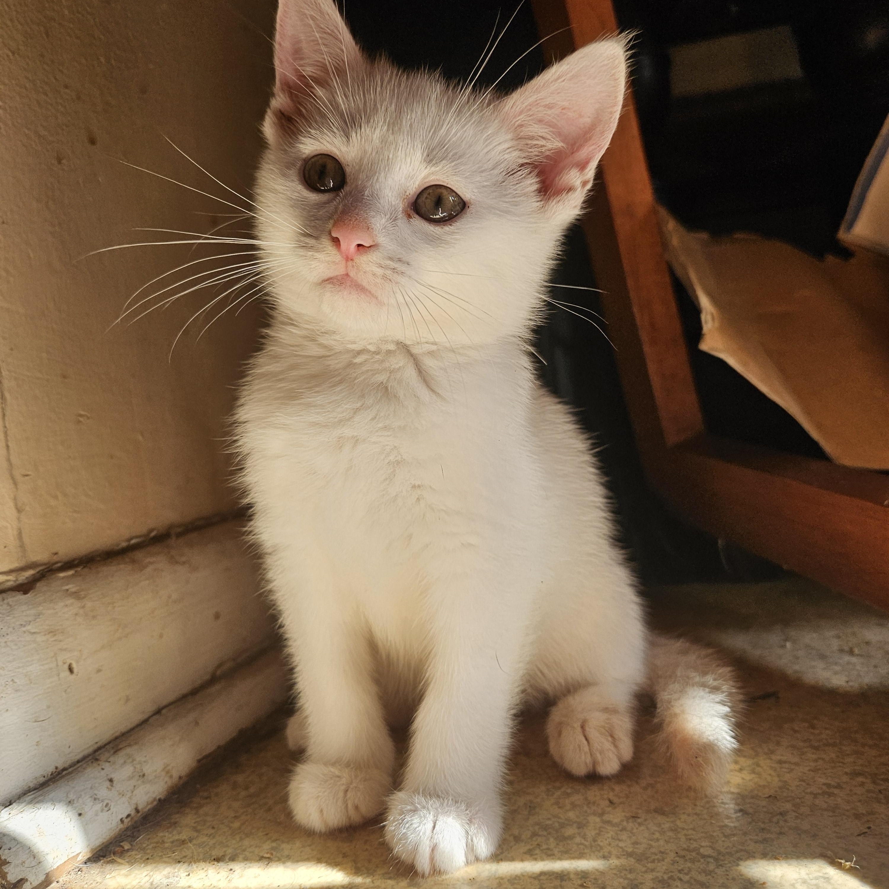 Enlarge Levi, a Adoptable mixed breed in Claridge, PA image 6/6