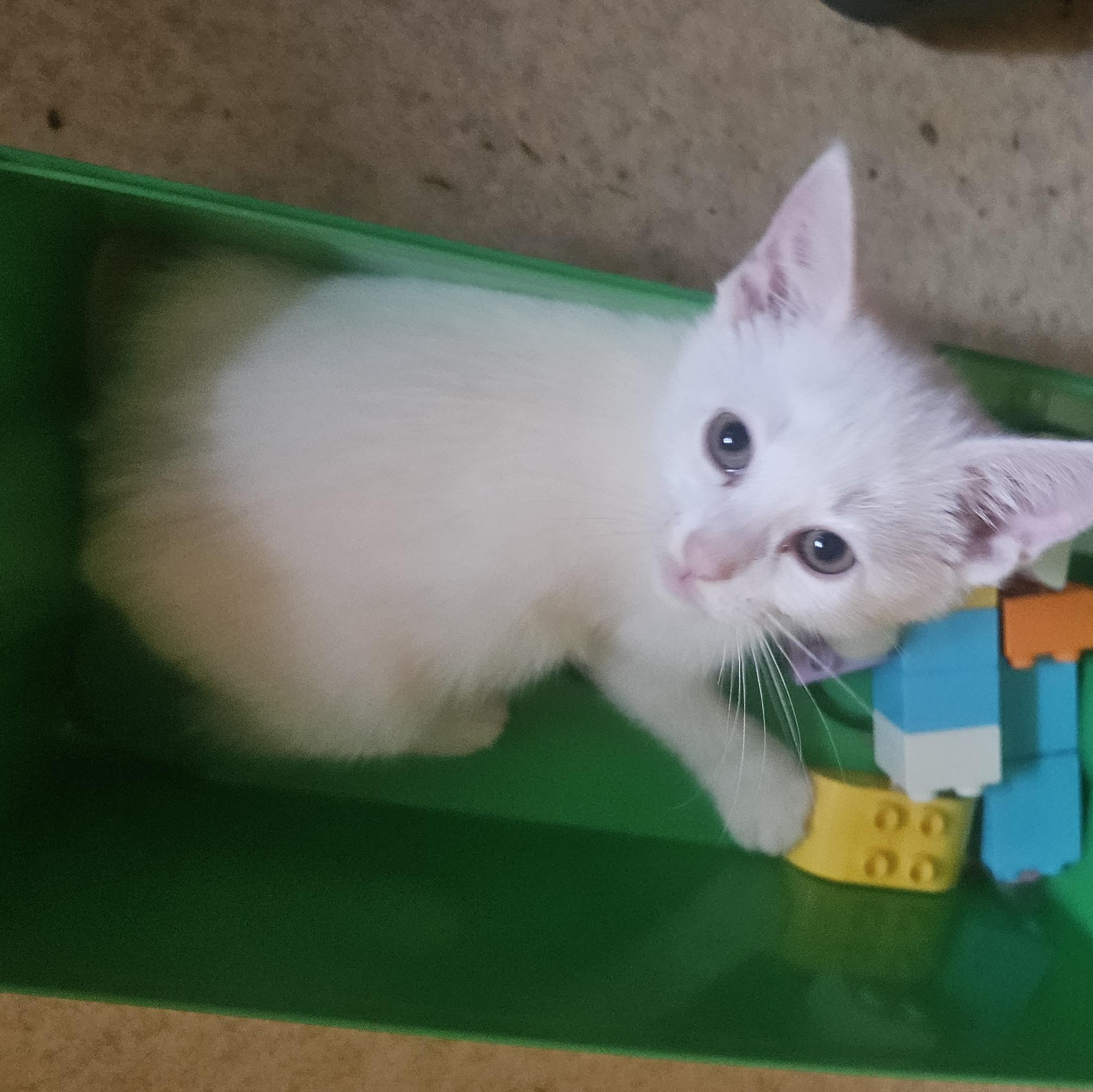 Levi, Adoptable, Kitten Male Domestic Short Hair & Siamese.