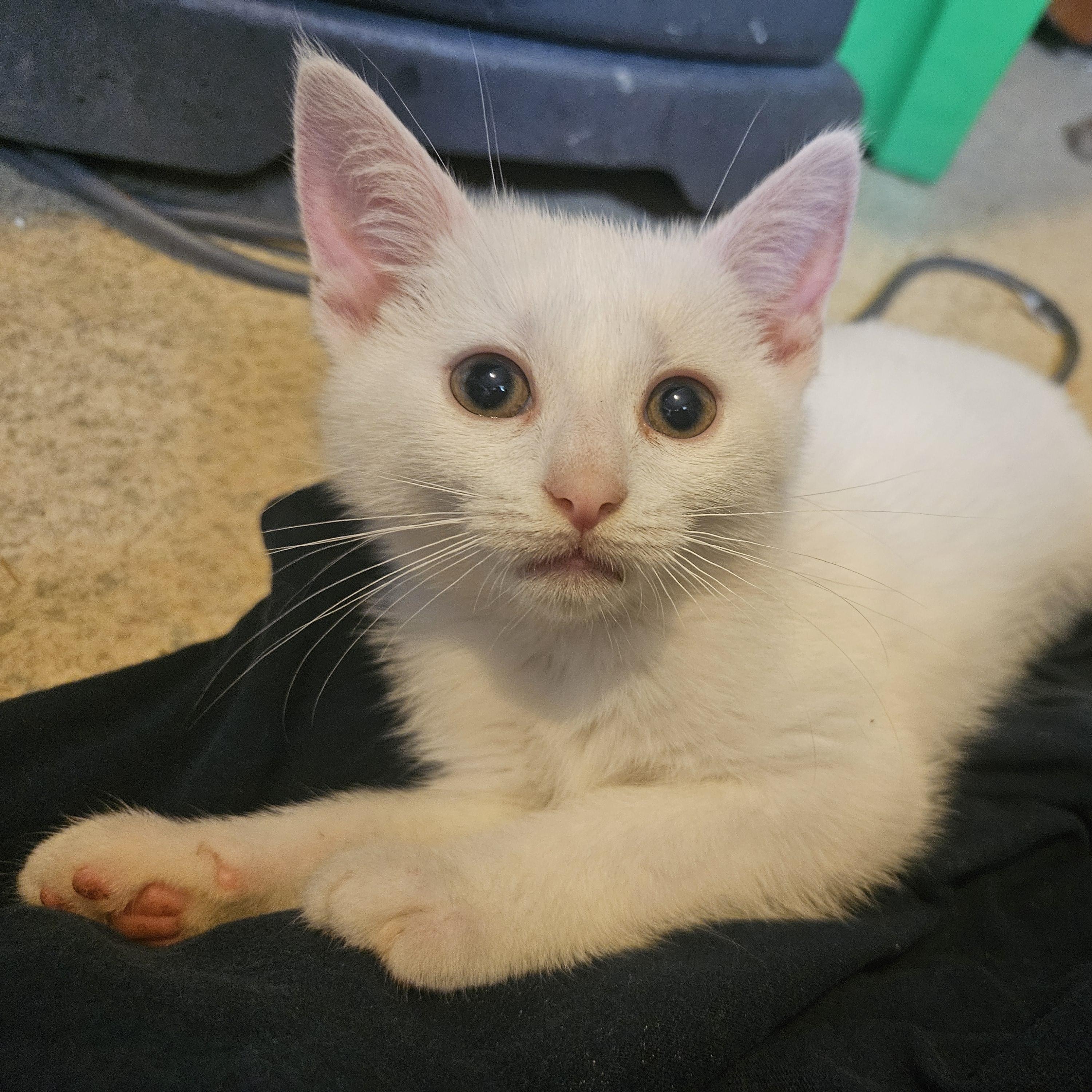 Enlarge Levi, a Adoptable mixed breed in Claridge, PA image 2/6