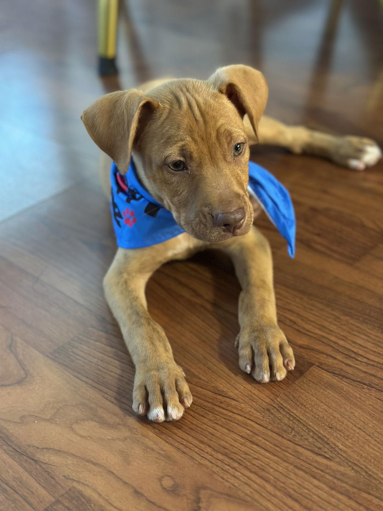 Nabisco, Adopted, Puppy Male American Bulldog.