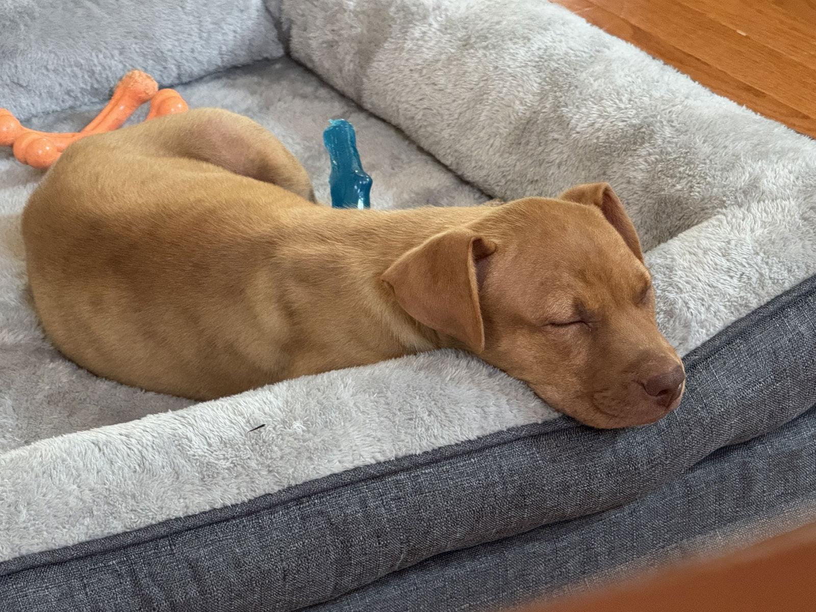 Enlarge Nabisco, a Adopted American Bulldog in Tarrytown, GA image 2/3