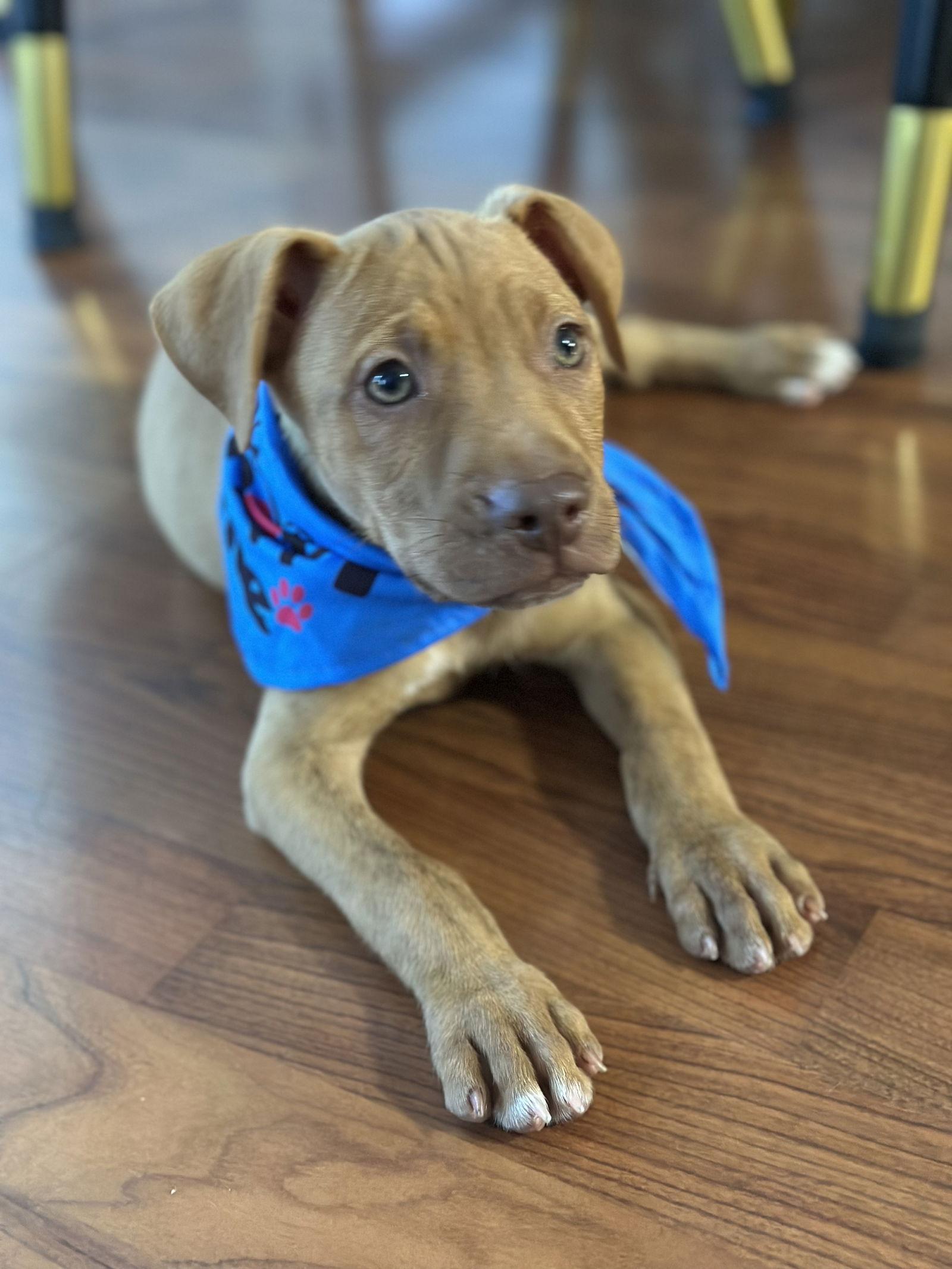 Enlarge Nabisco, a Adopted American Bulldog in Tarrytown, GA image 3/3