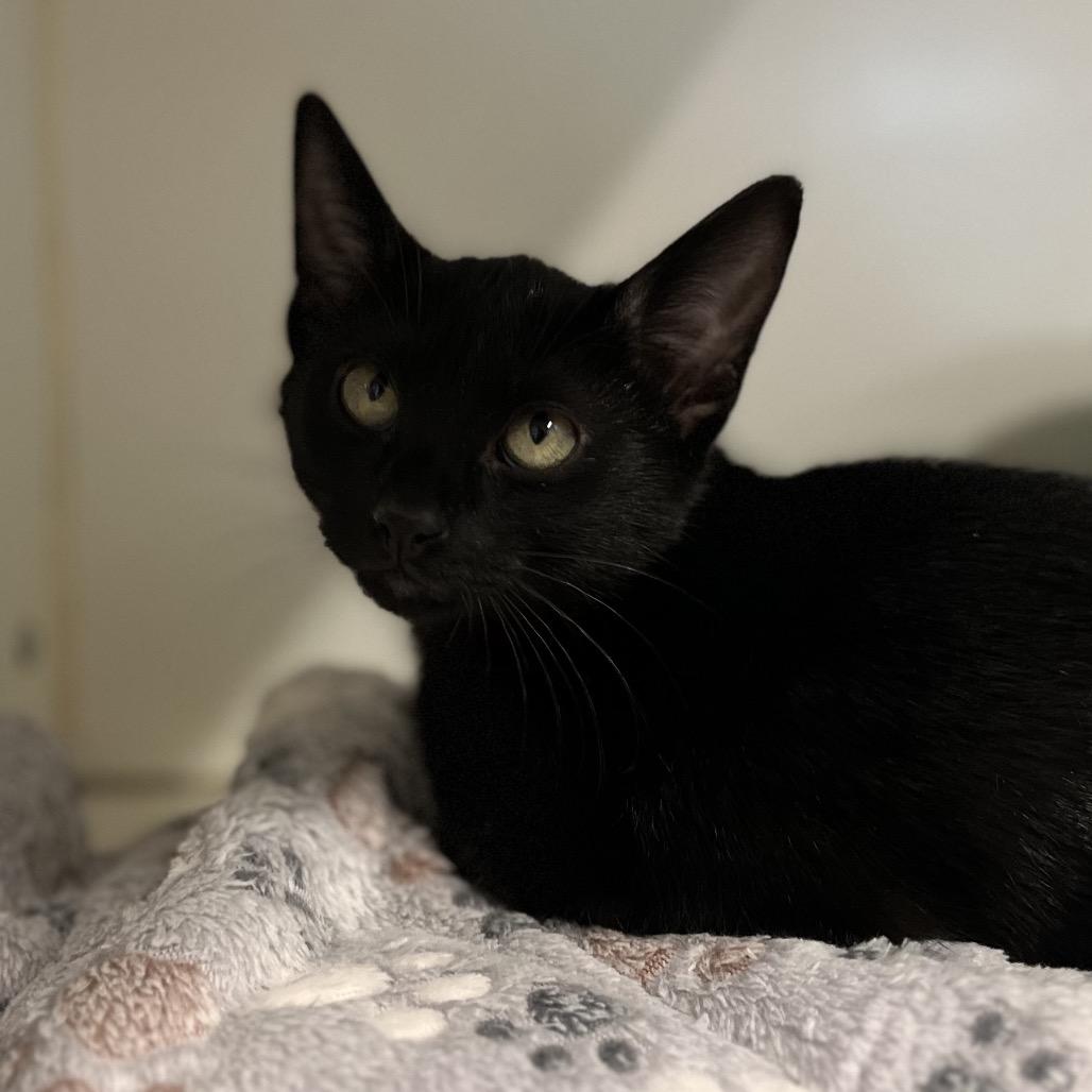 Enlarge Forest, a Adoptable Domestic Short Hair in Hinsdale, IL image 1/1