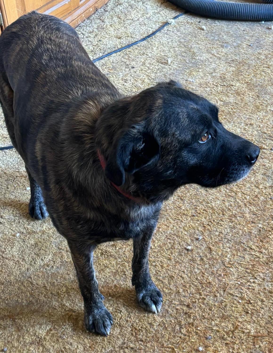 Enlarge Redd Courtesy Listing see info, a Adoptable mixed breed in Polson, MT image 1/1