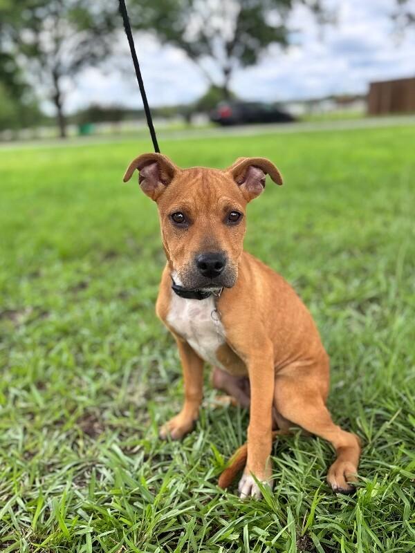 Sampson, Adoptable, Young Male Labrador Retriever & Mixed Breed.