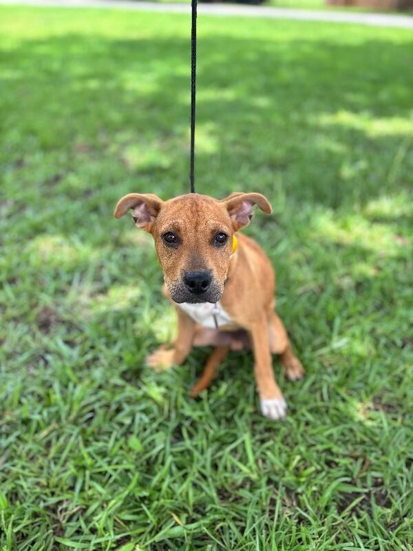 Enlarge Sampson, a Adoptable mixed breed in Berkeley Heights, NJ image 5/6
