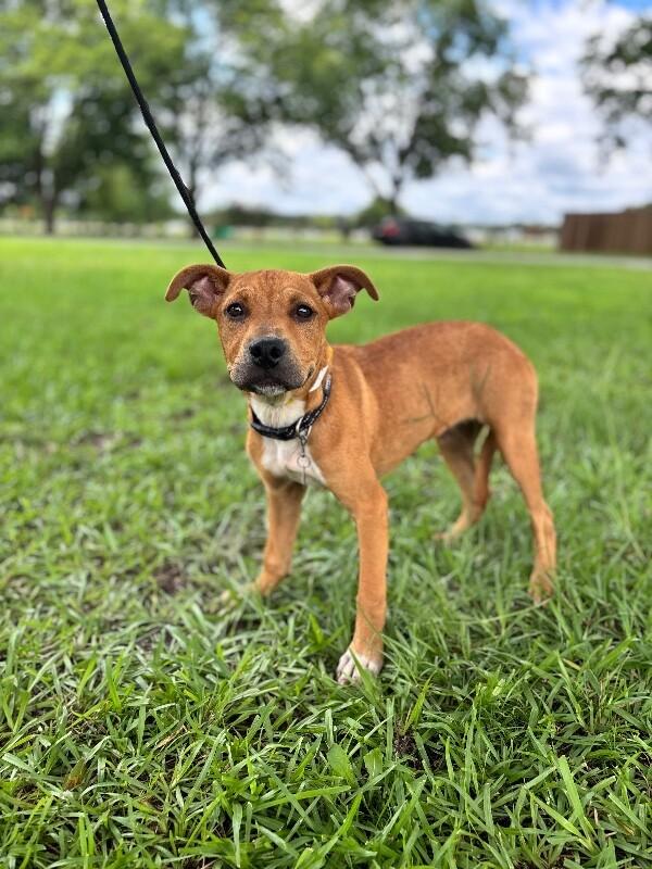 Enlarge Sampson, a Adoptable mixed breed in Berkeley Heights, NJ image 6/6