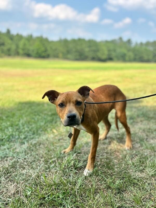 Enlarge Sampson, a Adoptable mixed breed in Berkeley Heights, NJ image 2/6