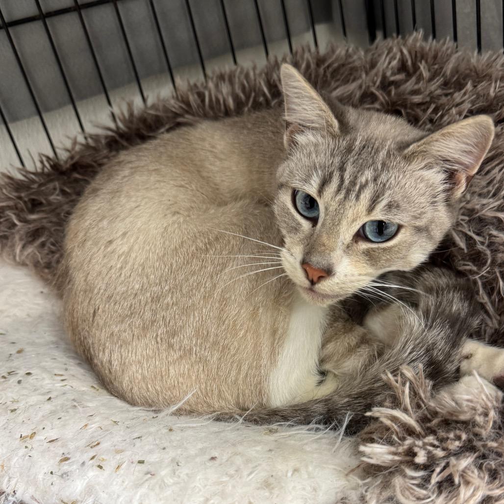 Enlarge Casper, a Adoptable Siamese in Redwood Falls, MN image 1/2
