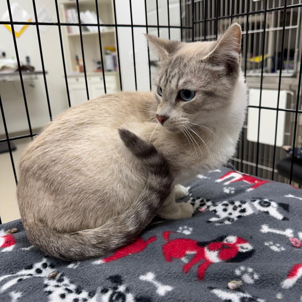 Enlarge Casper, a Adoptable Siamese in Redwood Falls, MN image 2/2