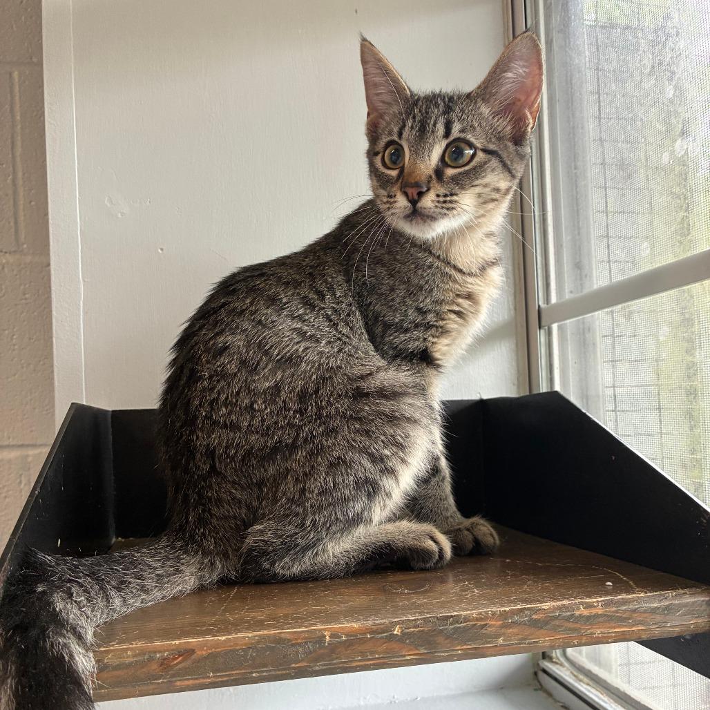 Enlarge Simmer Down, a Adoptable Domestic Short Hair in Carencro, LA image 1/6