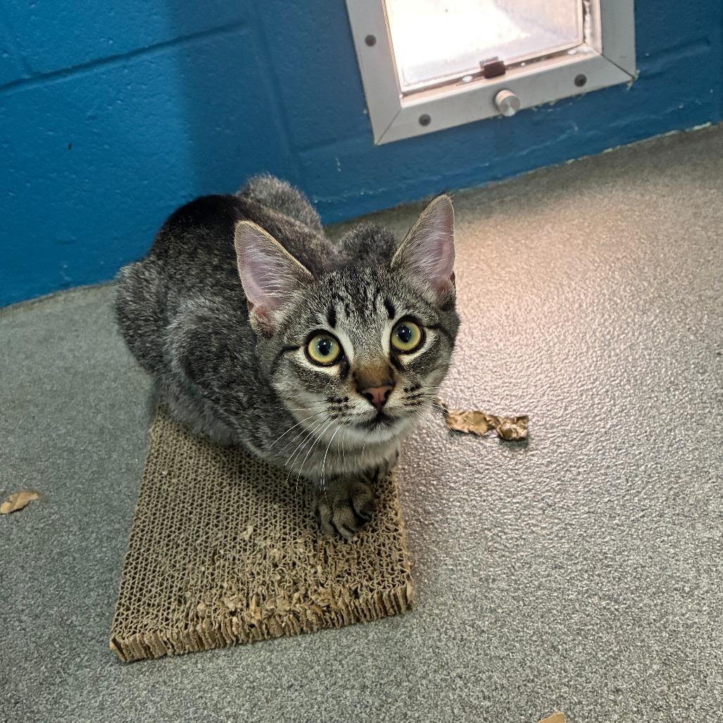 Enlarge Simmer Down, a Adoptable Domestic Short Hair in Carencro, LA image 2/6