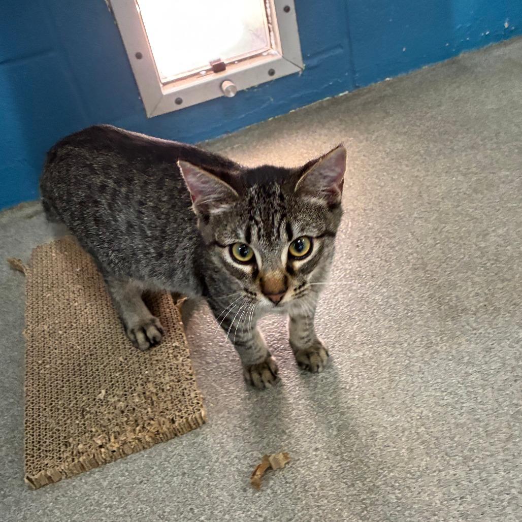 Enlarge Simmer Down, a Adoptable Domestic Short Hair in Carencro, LA image 3/6