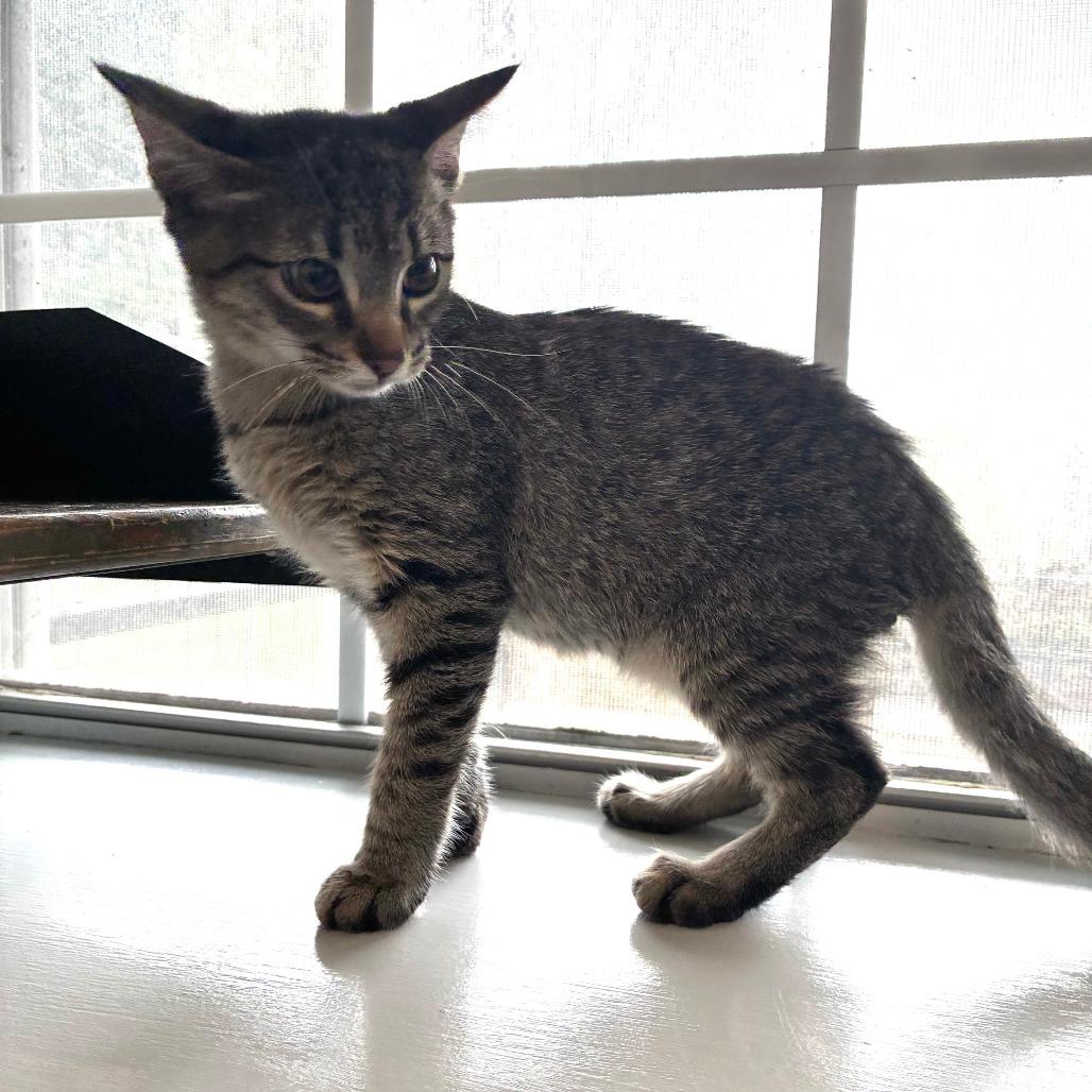 Enlarge Simmer Down, a Adoptable Domestic Short Hair in Carencro, LA image 4/6