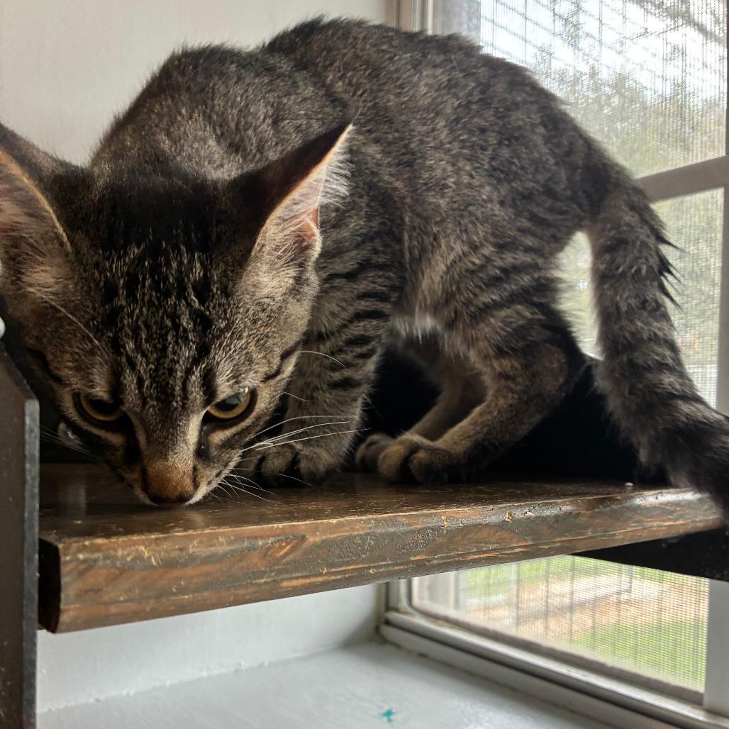 Enlarge Simmer Down, a Adoptable Domestic Short Hair in Carencro, LA image 5/6