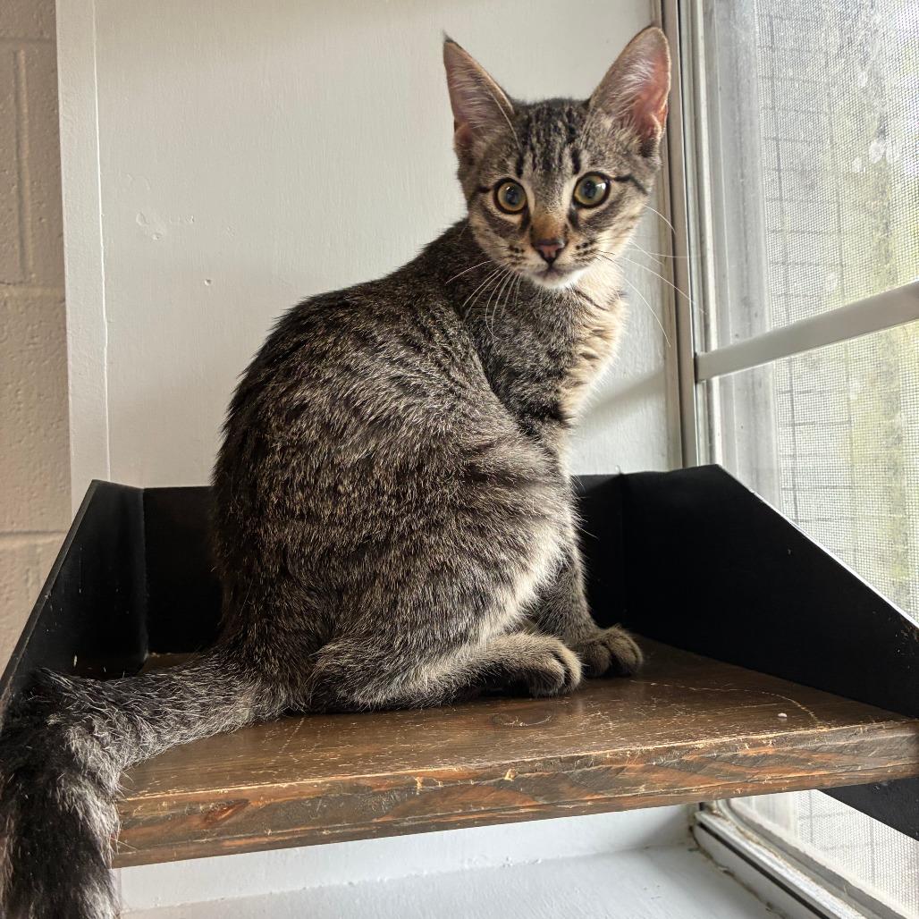 Enlarge Simmer Down, a Adoptable Domestic Short Hair in Carencro, LA image 6/6