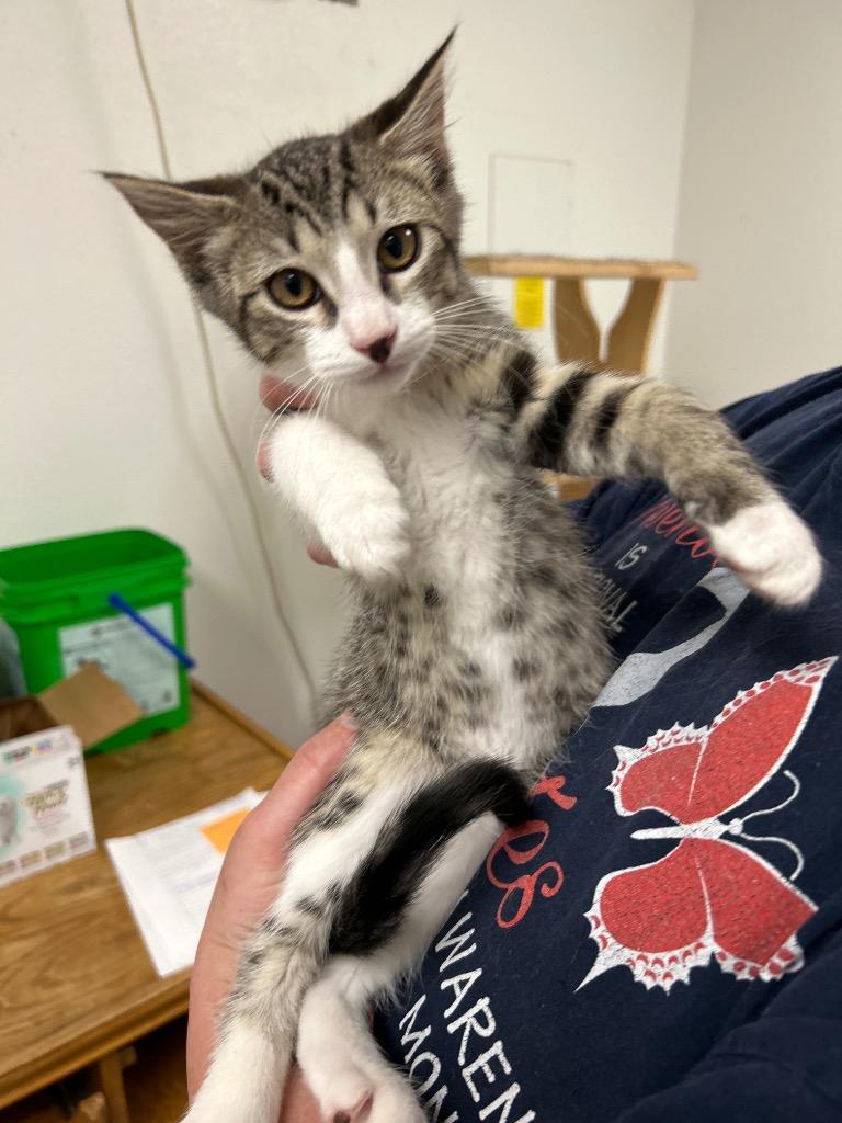 Enlarge Braveheart, a Adoptable Tabby in Grand Junction, CO image 1/2