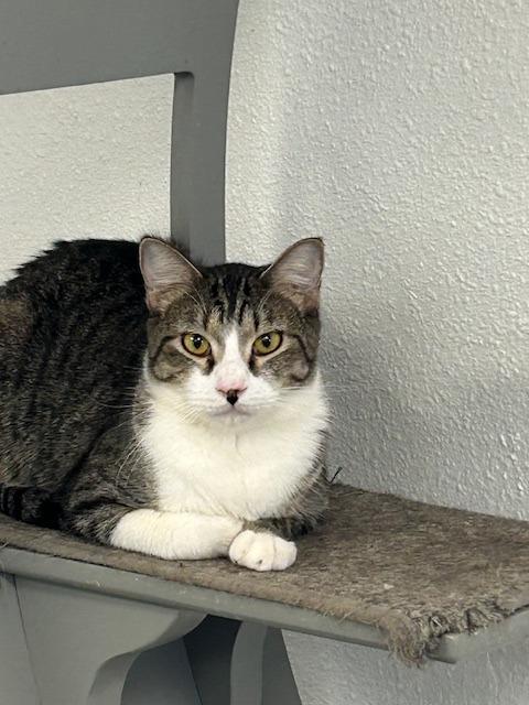 Braveheart, Adoptable, Young Male Tabby.