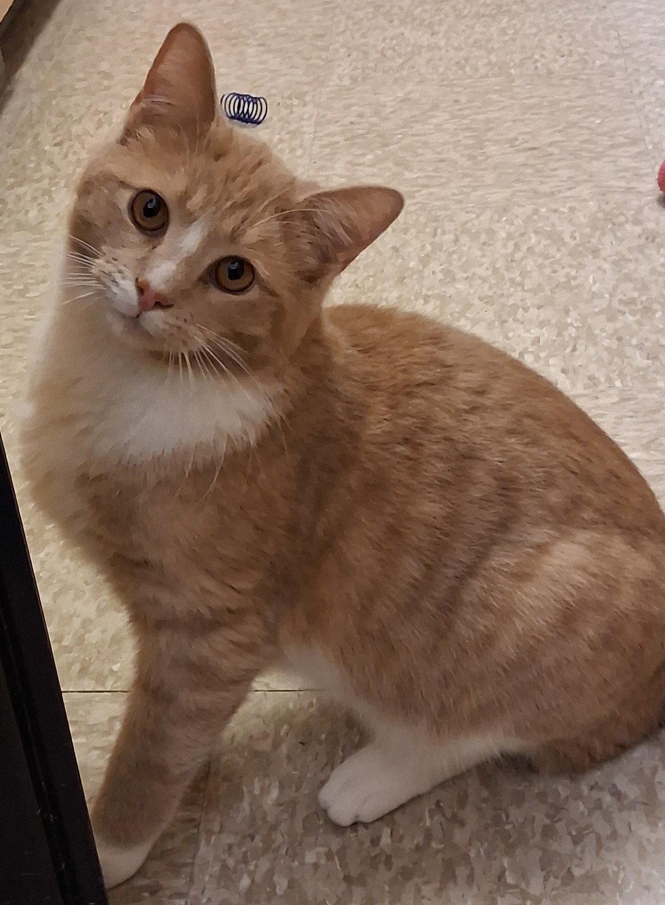 Enlarge Jukebox @ Medina Petsmart, a Adopted Domestic Short Hair in Cuyahoga Falls, OH image 2/2