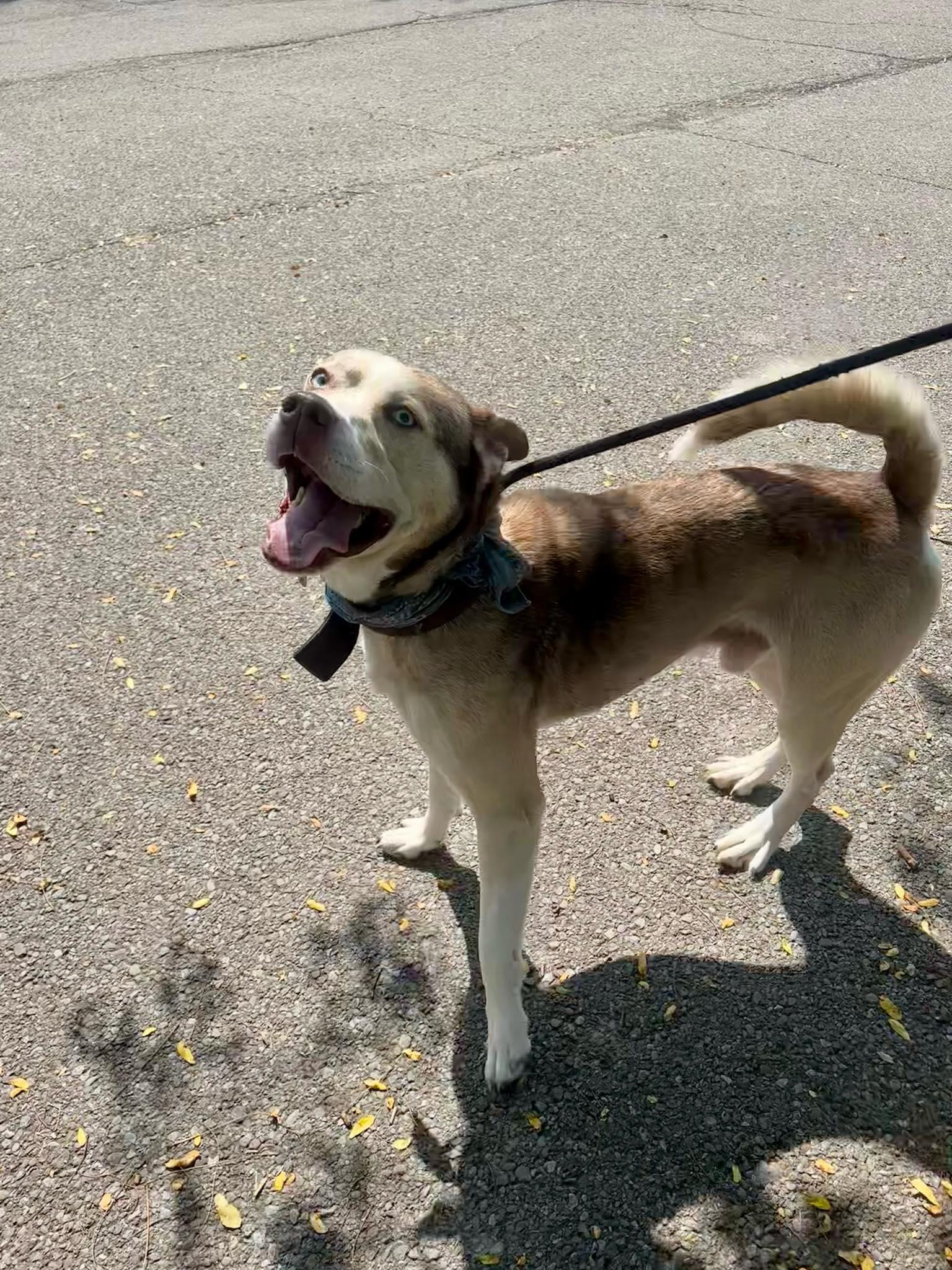 Enlarge Zontous, an adopted Husky in Binghamton, NY image 1/1