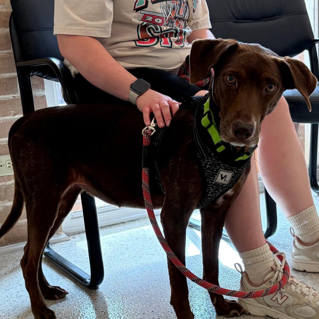 Coco, a Adoptable Chocolate Labrador Retriever in San Antonio, TX image 1/6