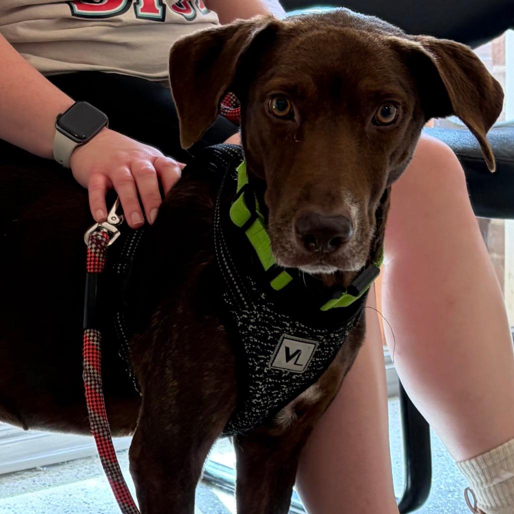 Coco, a Adoptable Chocolate Labrador Retriever in San Antonio, TX image 2/6
