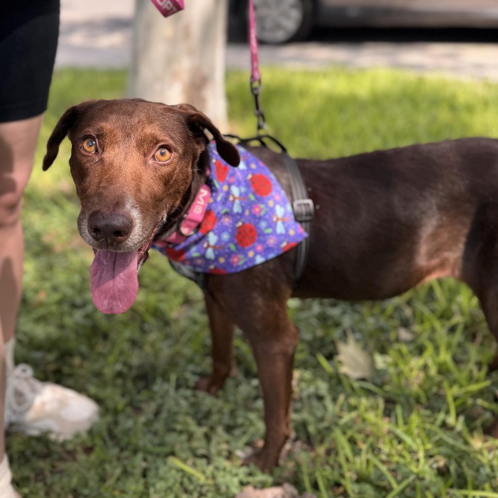 Coco, a Adoptable Chocolate Labrador Retriever in San Antonio, TX image 3/6