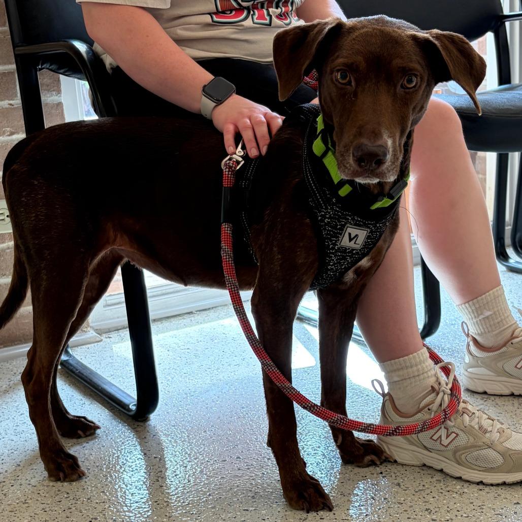 Coco, a Adoptable Chocolate Labrador Retriever in San Antonio, TX image 4/6