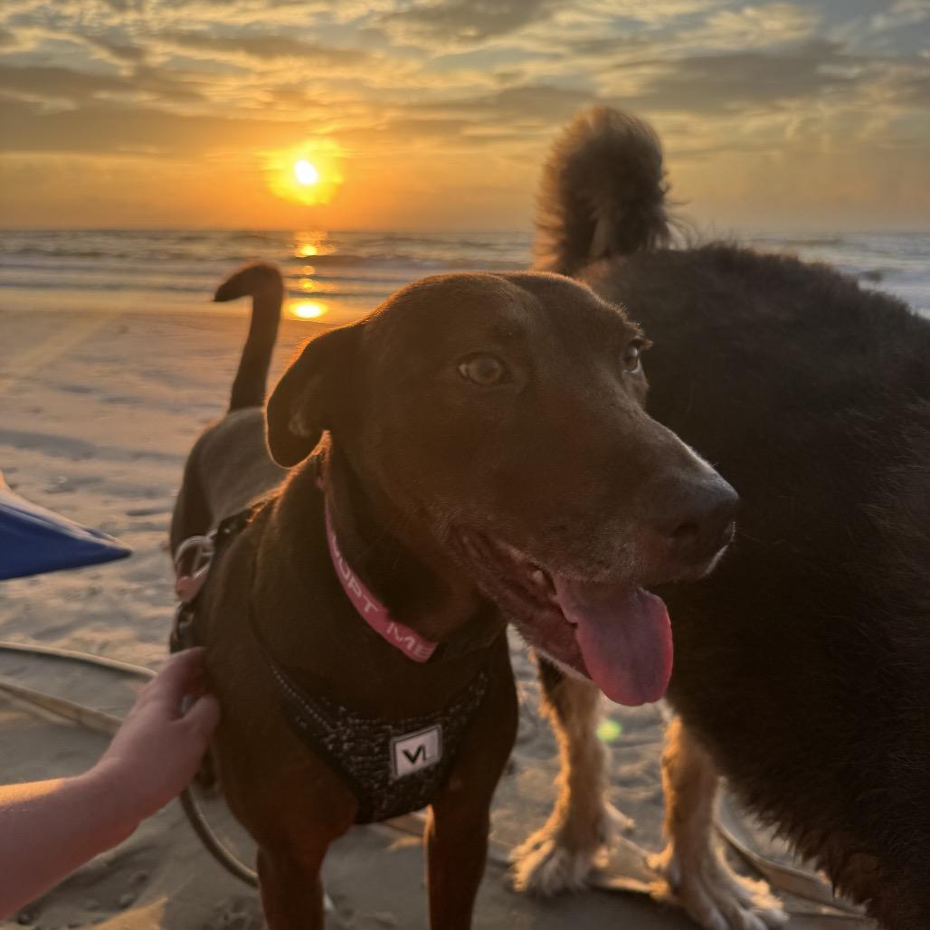 Enlarge Coco, a Adoptable Chocolate Labrador Retriever in San Antonio, TX image 4/6