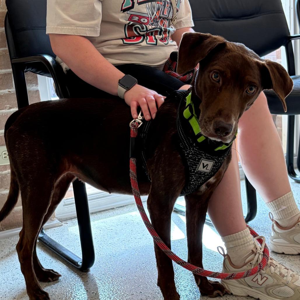 Coco, a Adoptable Chocolate Labrador Retriever in San Antonio, TX image 5/6
