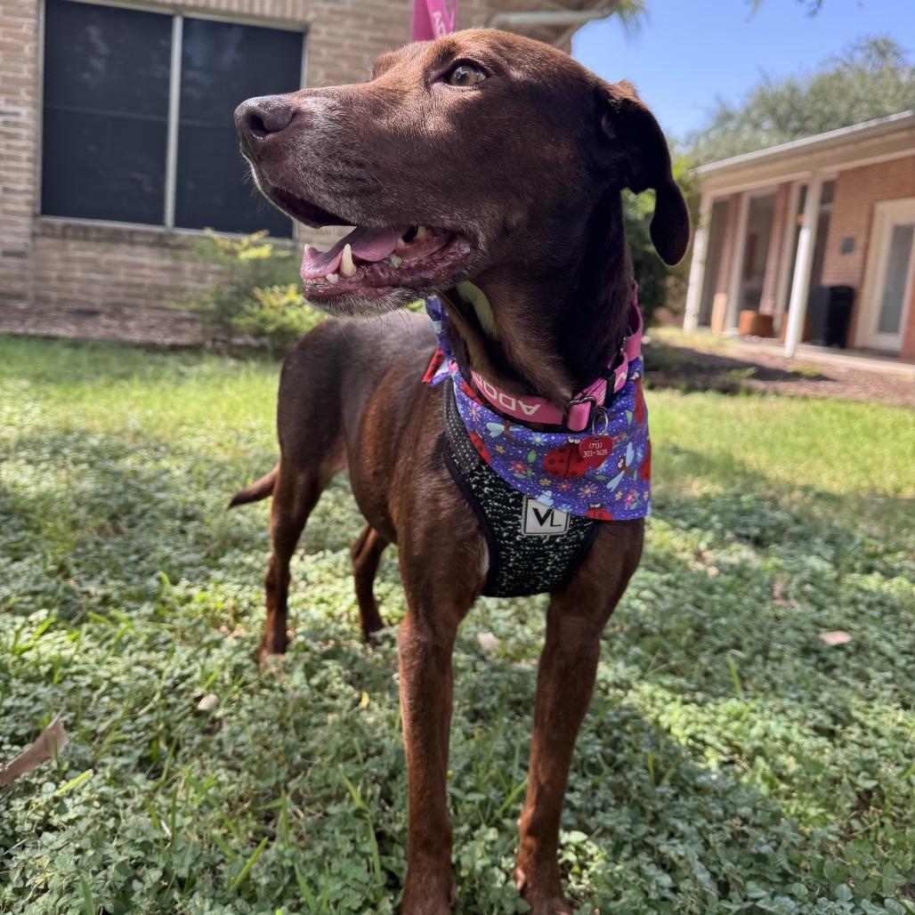 Enlarge Coco, a Adoptable Chocolate Labrador Retriever in San Antonio, TX image 5/6
