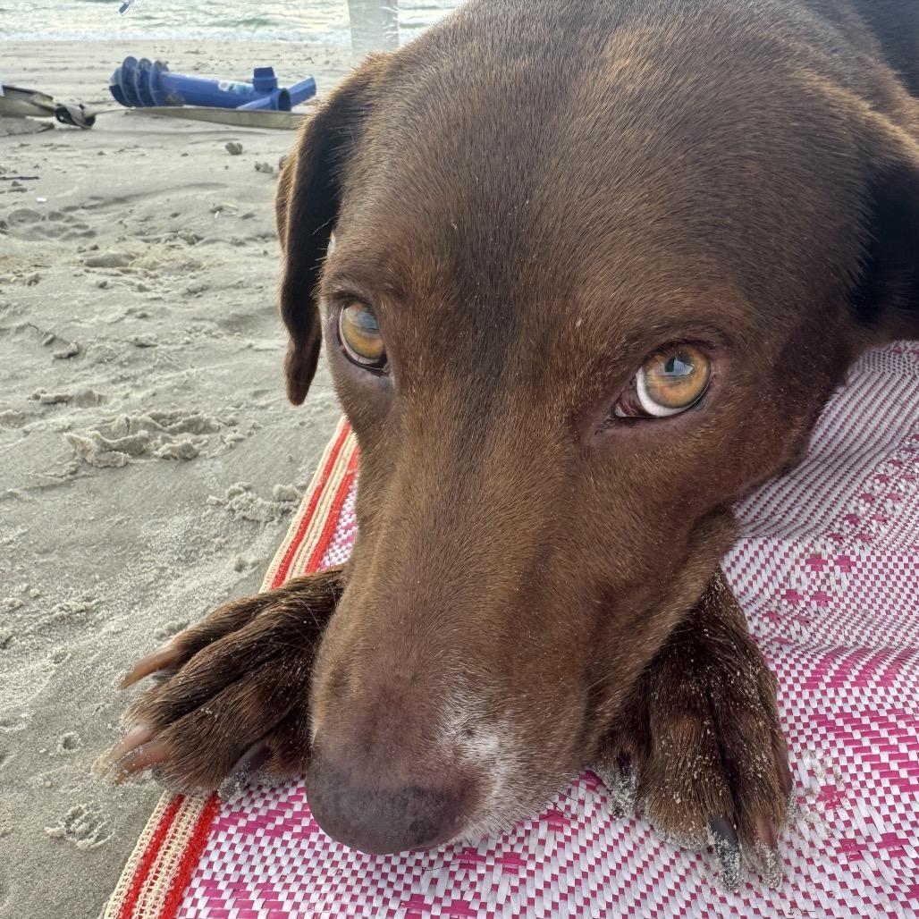 Enlarge Coco, a Adoptable Chocolate Labrador Retriever in San Antonio, TX image 6/6