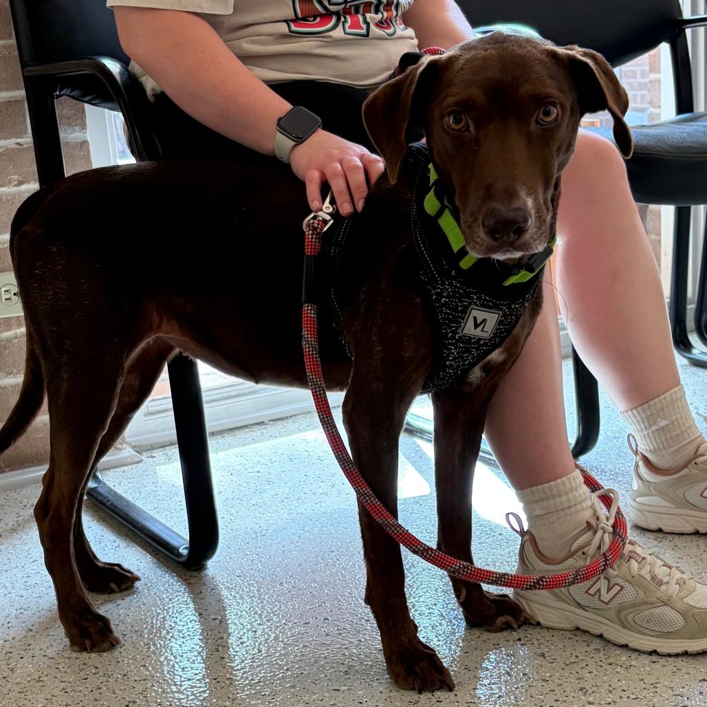 Coco, a Adoptable Chocolate Labrador Retriever in San Antonio, TX image 6/6