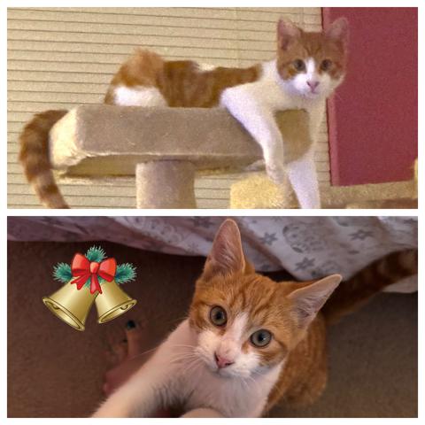 Bob, Adoptable, Kitten Male Domestic Short Hair.